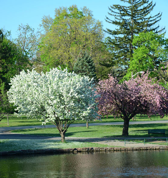 springblooms